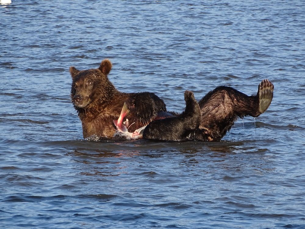 Photograph by ELVIRA LUNEVA