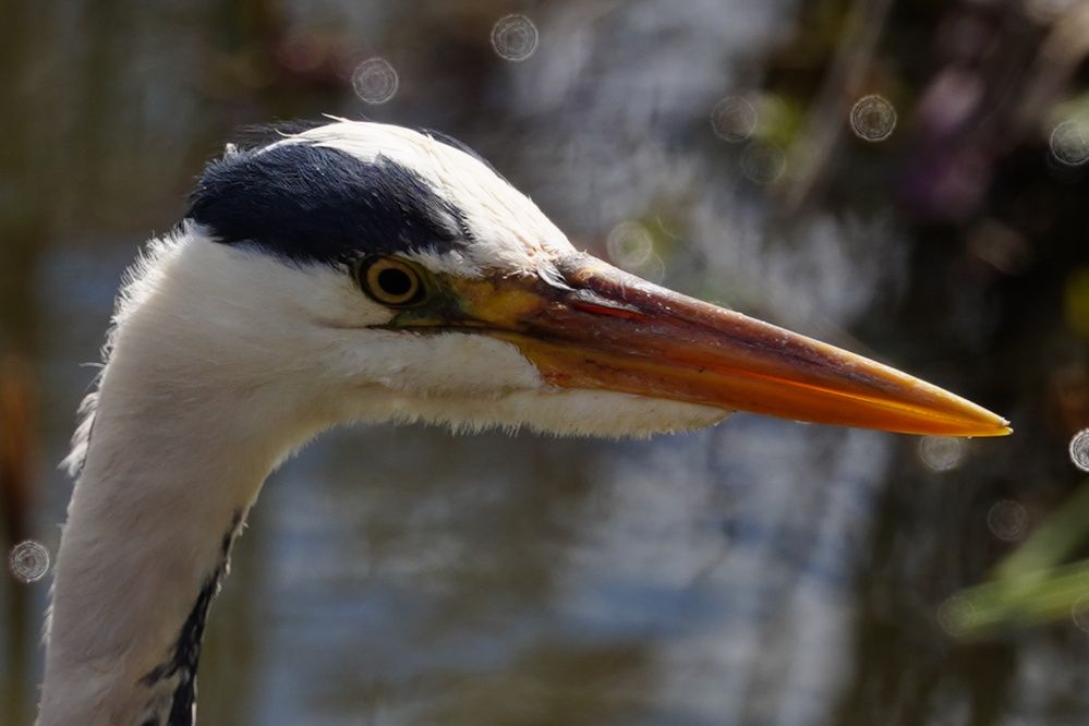 Фотография автора Sergej Roor
