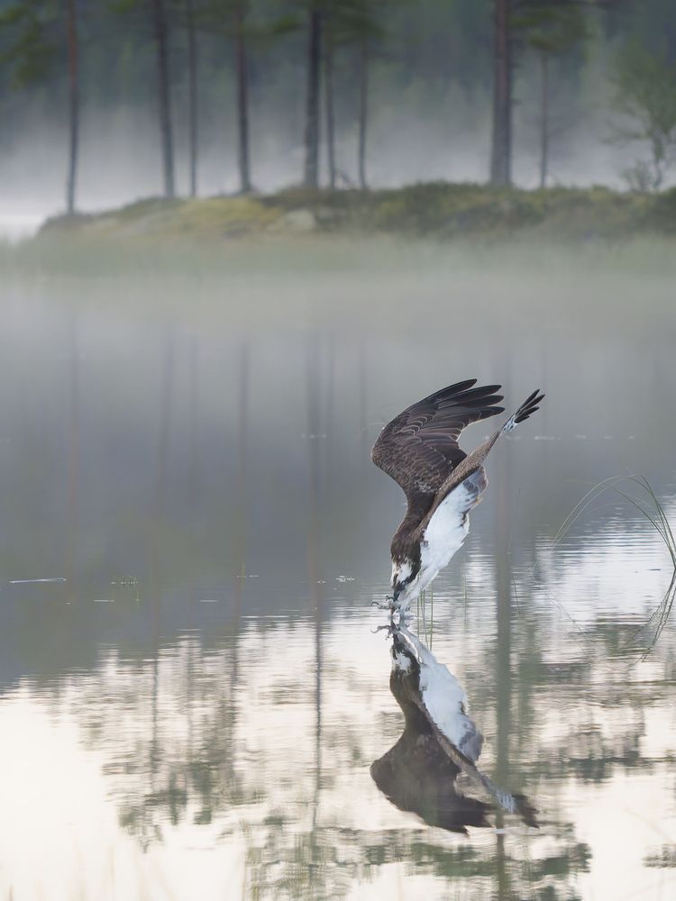 Osprey shoot