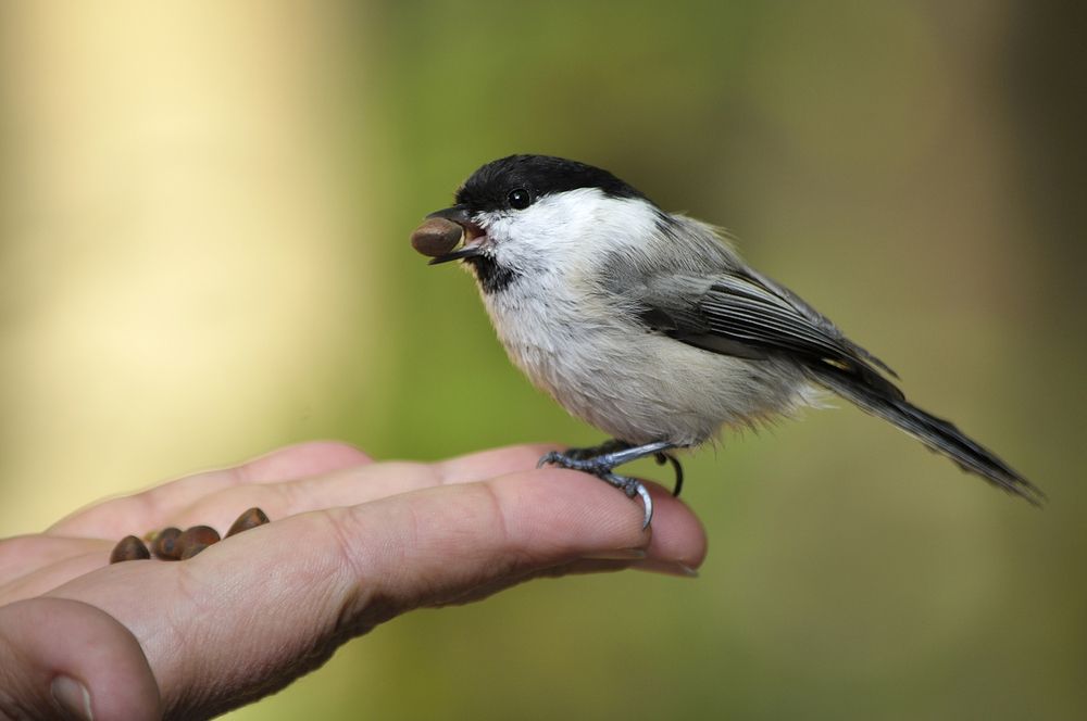 Photograph by Игорь Овсиенко