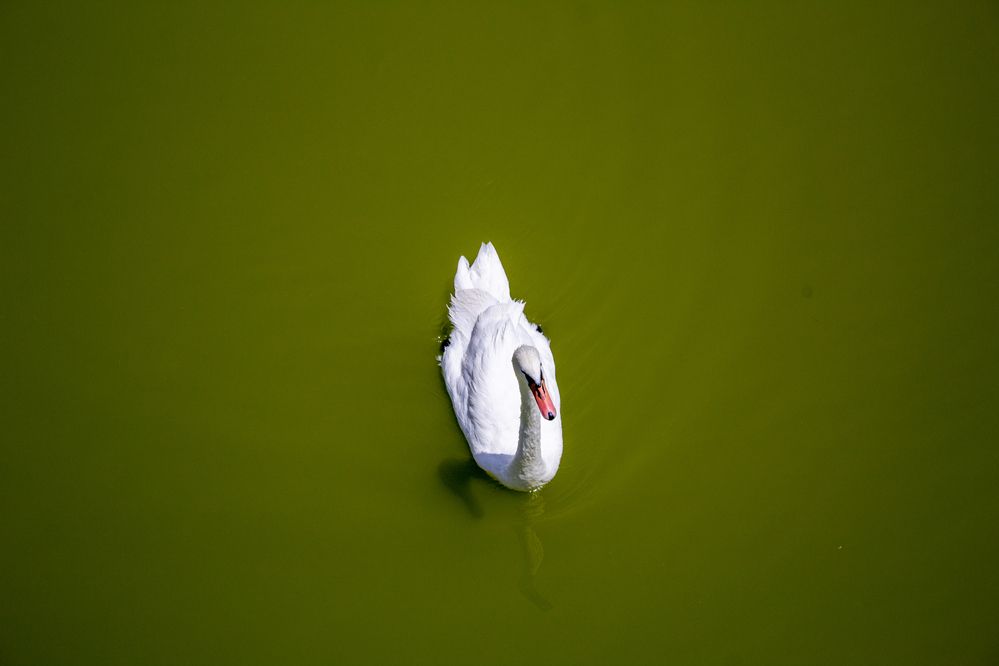 Photograph by Сергей Махницкий