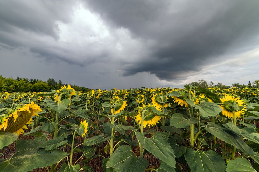 Photograph by Алексей