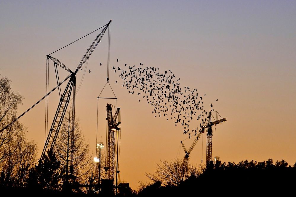 When the birds fly away