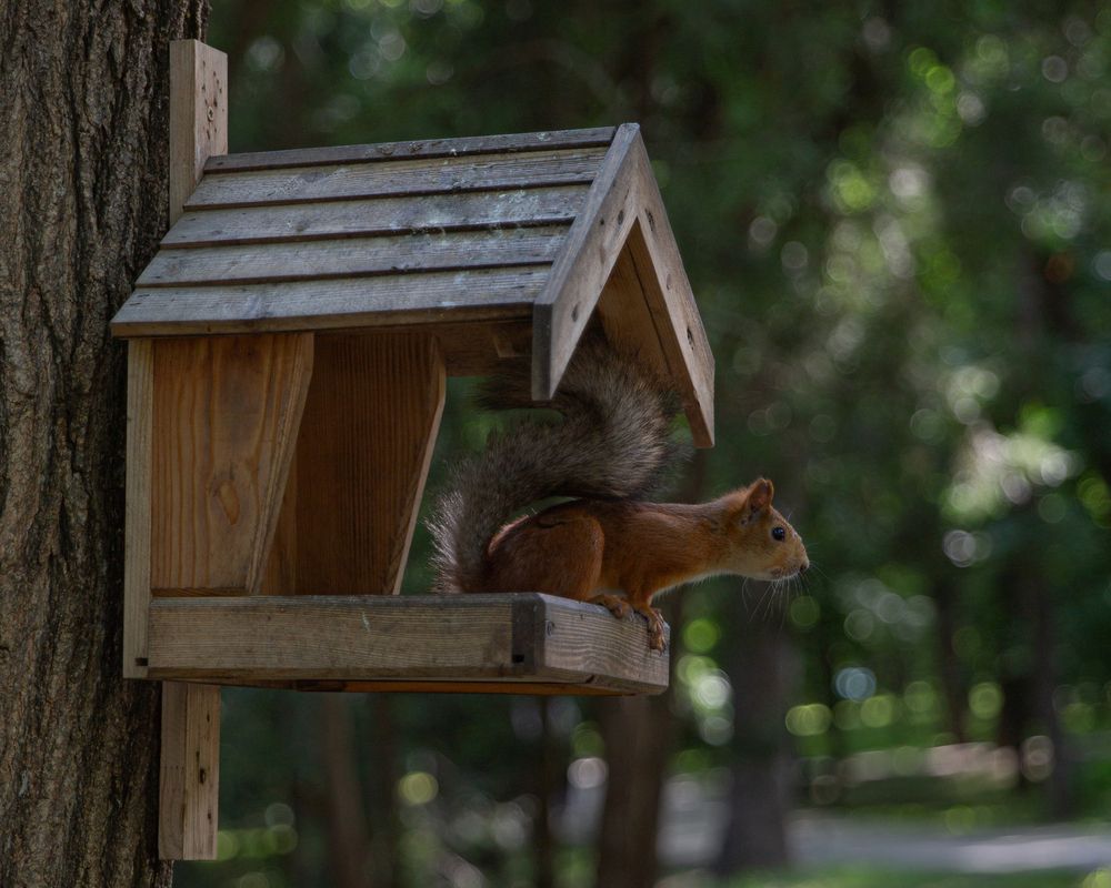 Photograph by Елена Бородина