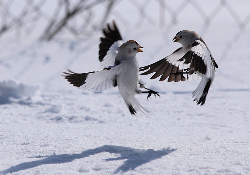 Photograph by Александр Велигура