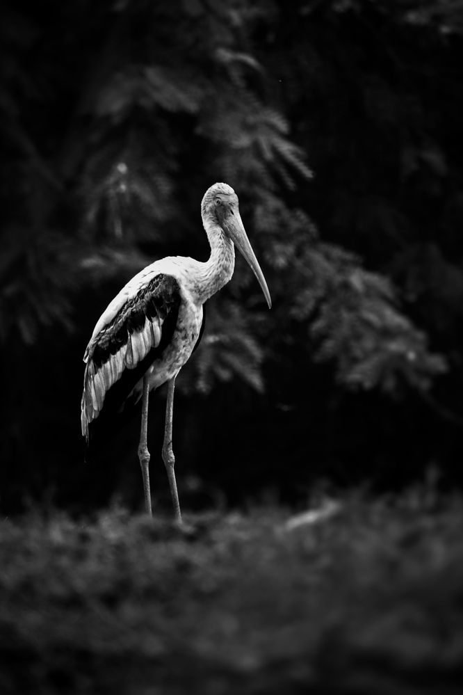 Solitude in Monochrome.