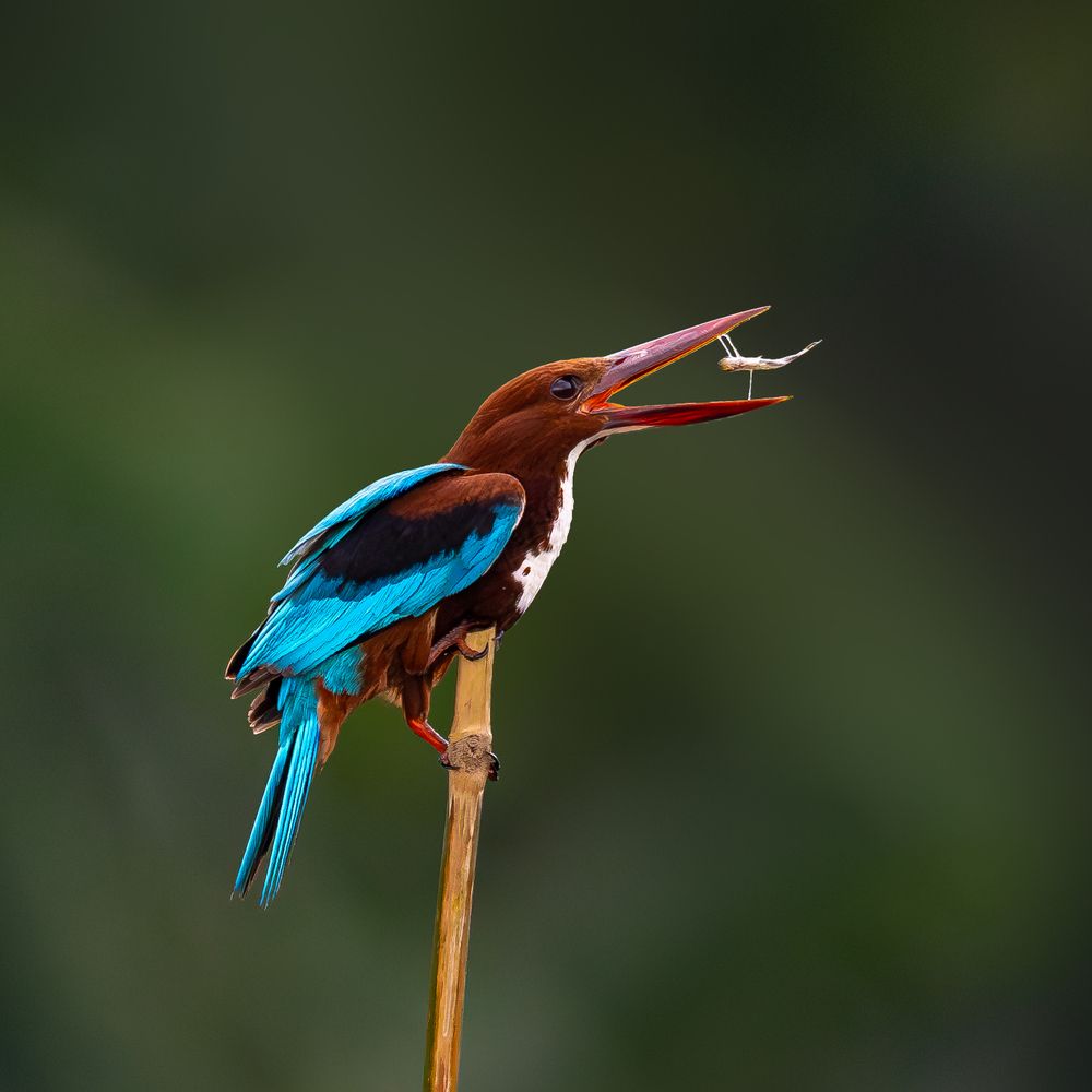 Photograph by Aritra Nath