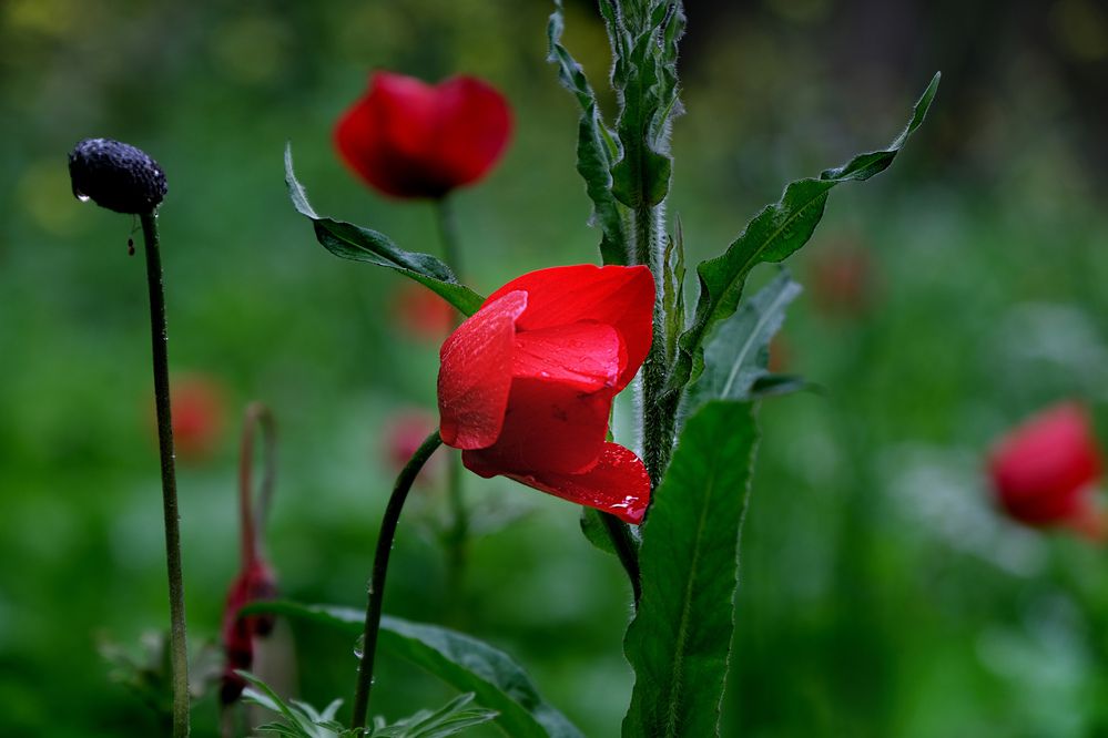 Photograph by sima fink