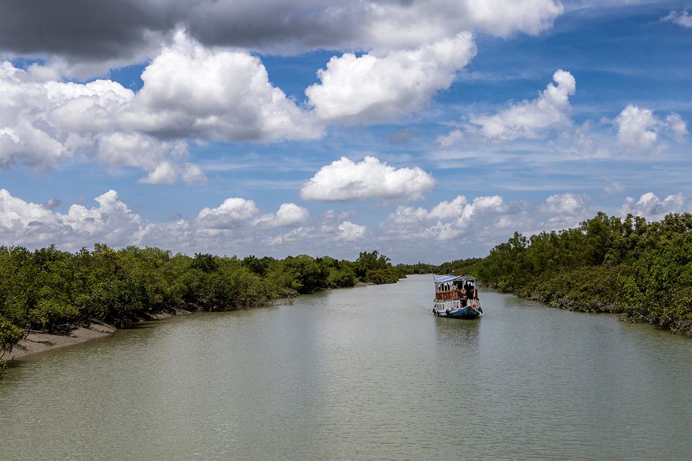 The cruise among mangroves forests