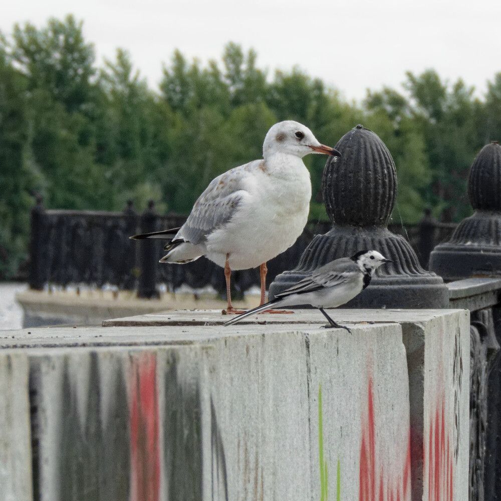 Photograph by Mad Mouse