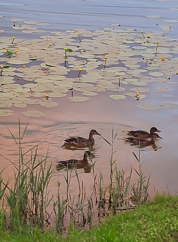 Photograph by Наталья Ткаченко