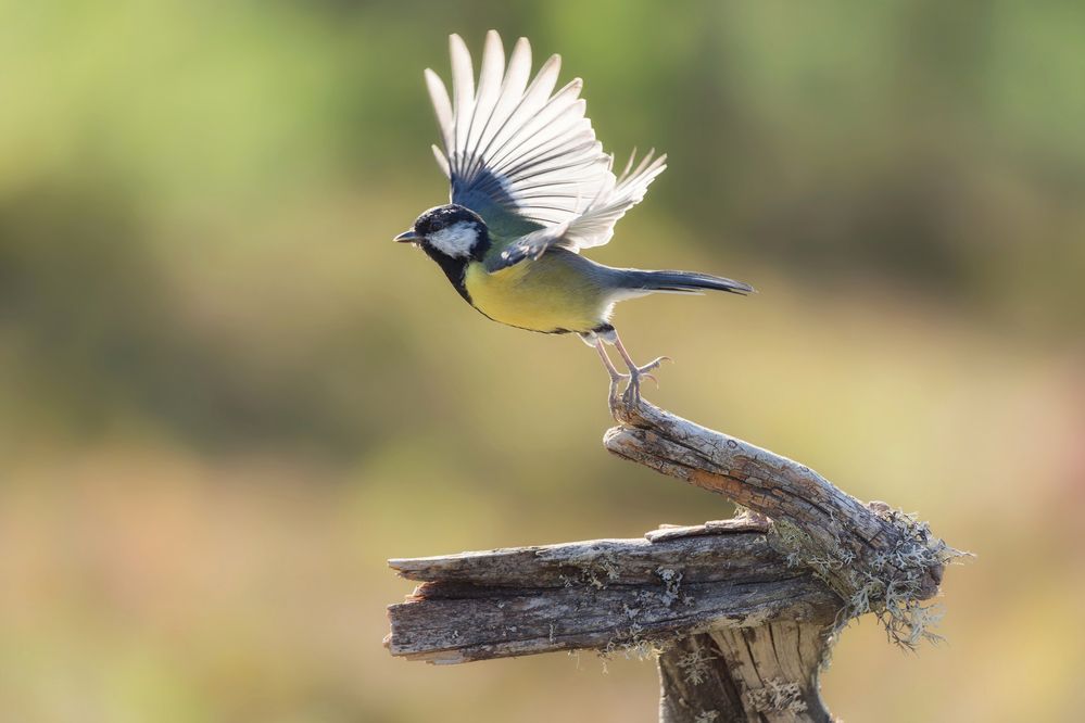 Photograph by Jørgen Hovde