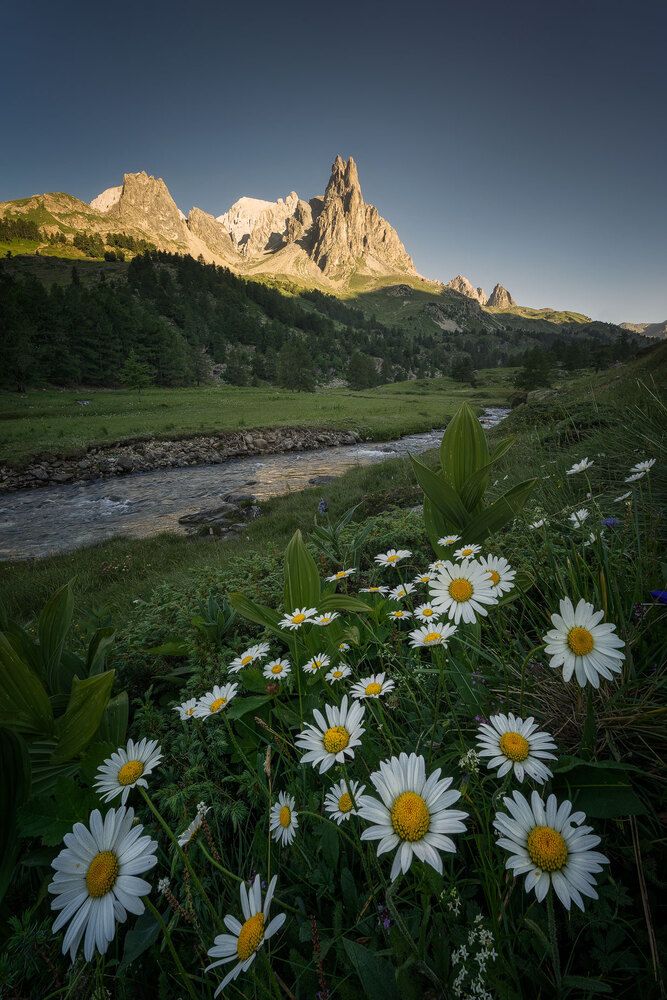 Sveglia tra le margherite