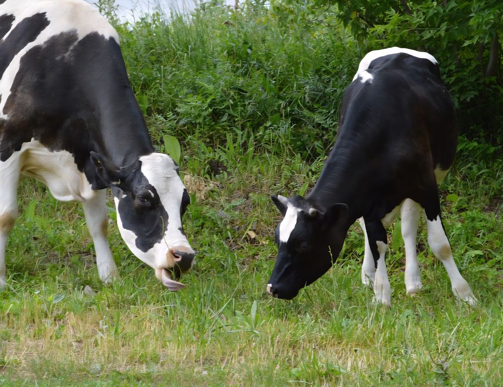 Коровки лакомятся