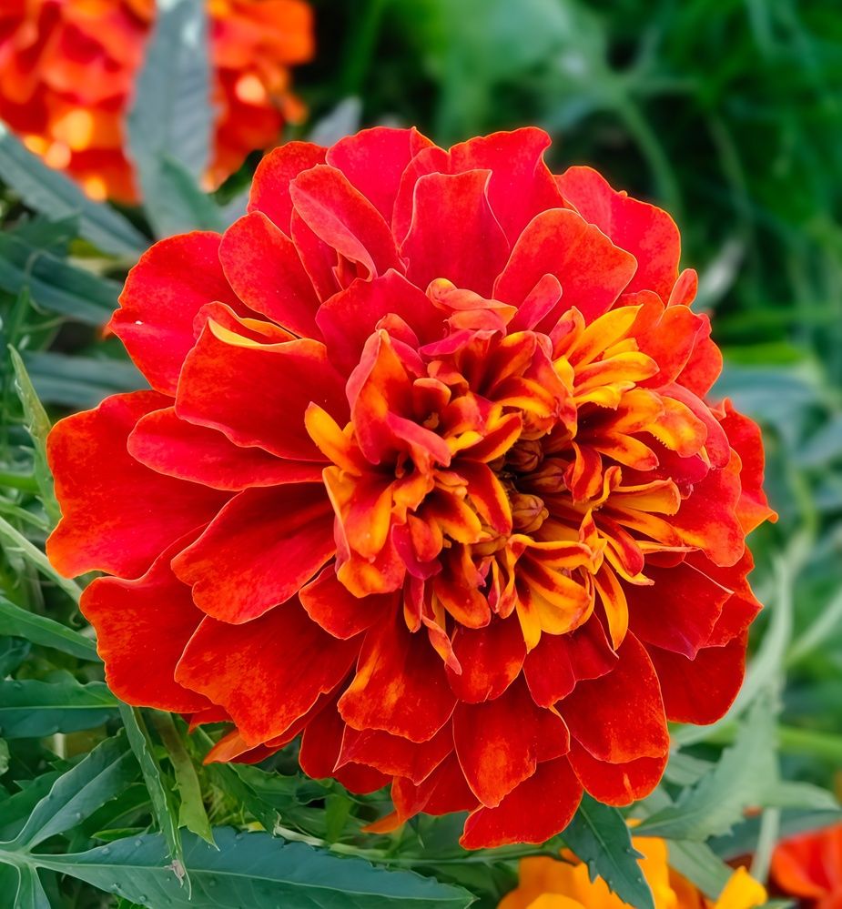 Photograph by Елена Сухорученкова