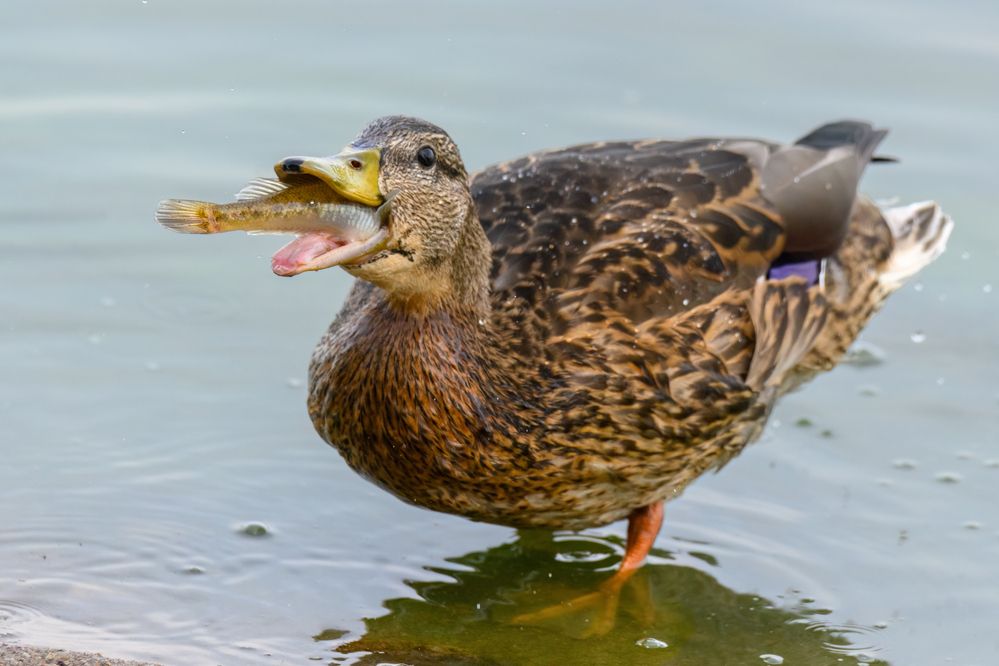 Photograph by Валерия Трейтяк