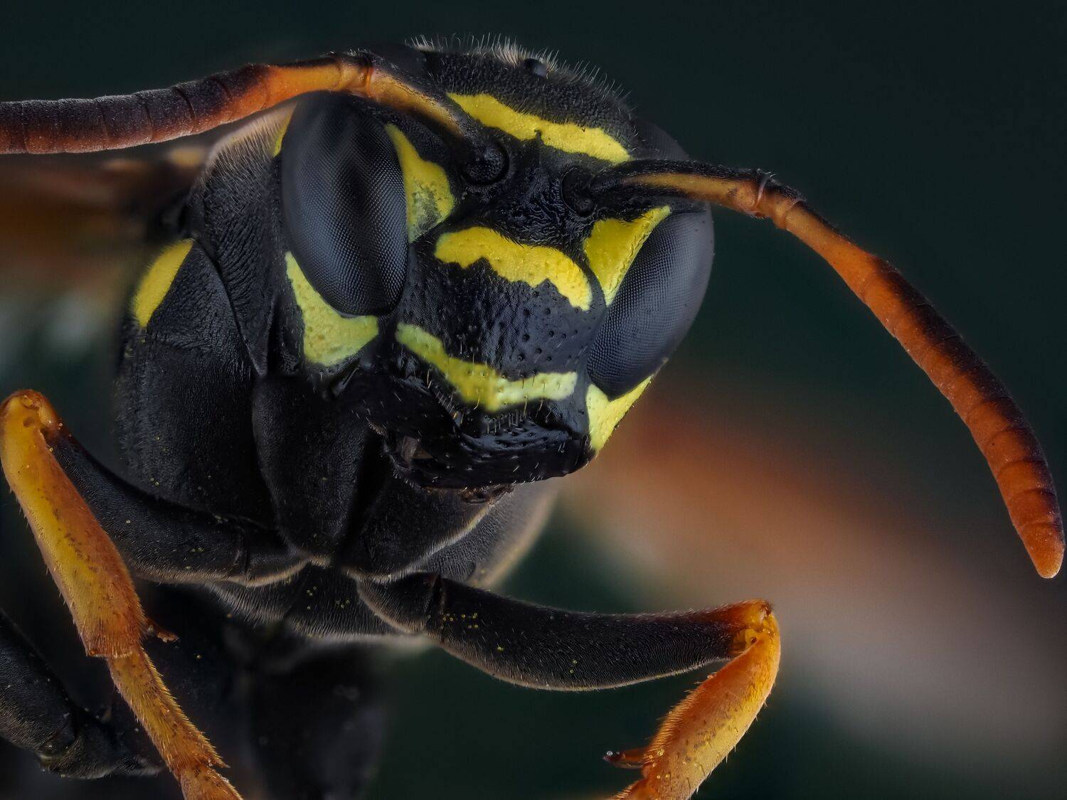 Фотография #12518285