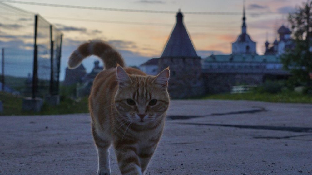 Photograph by Степан Тихон