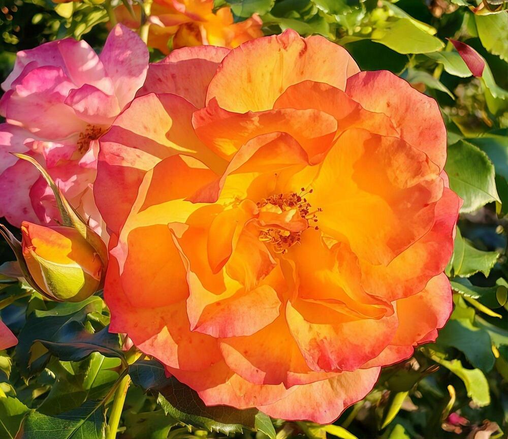 Photograph by Елена Сухорученкова