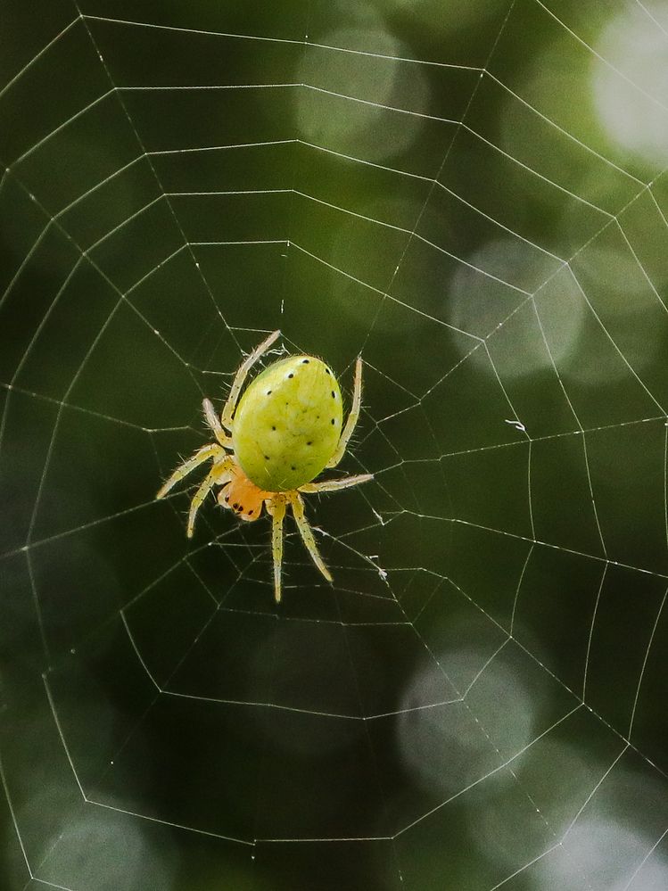 Photograph by Ирина Корабельникова