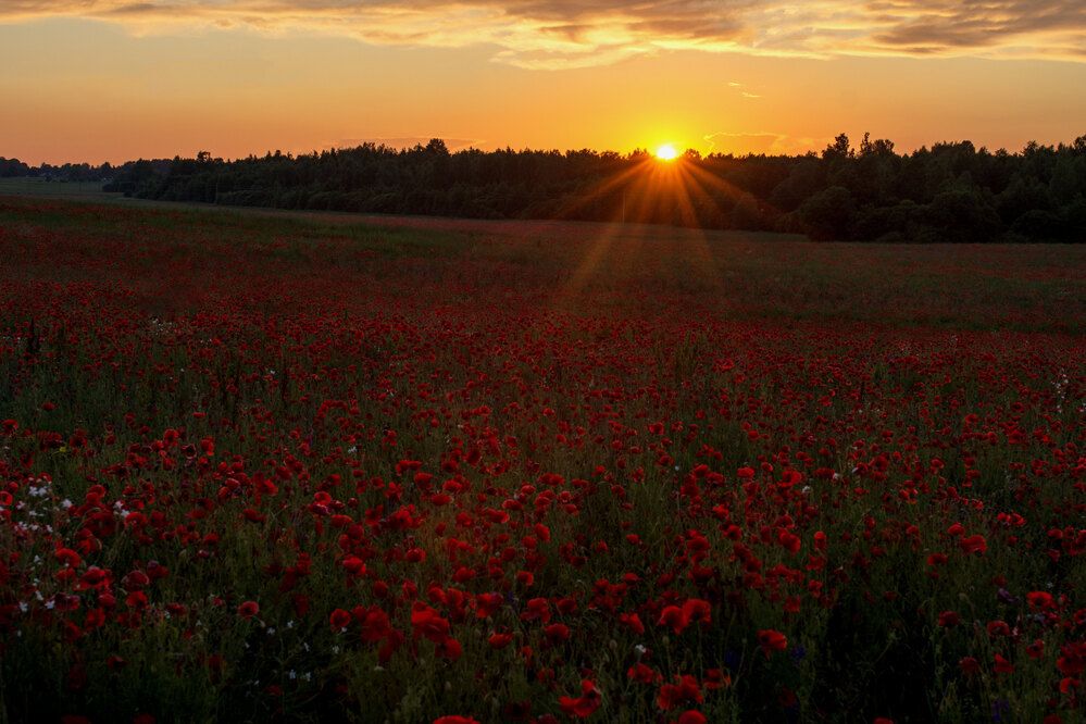 Photograph by Ксения Ескина