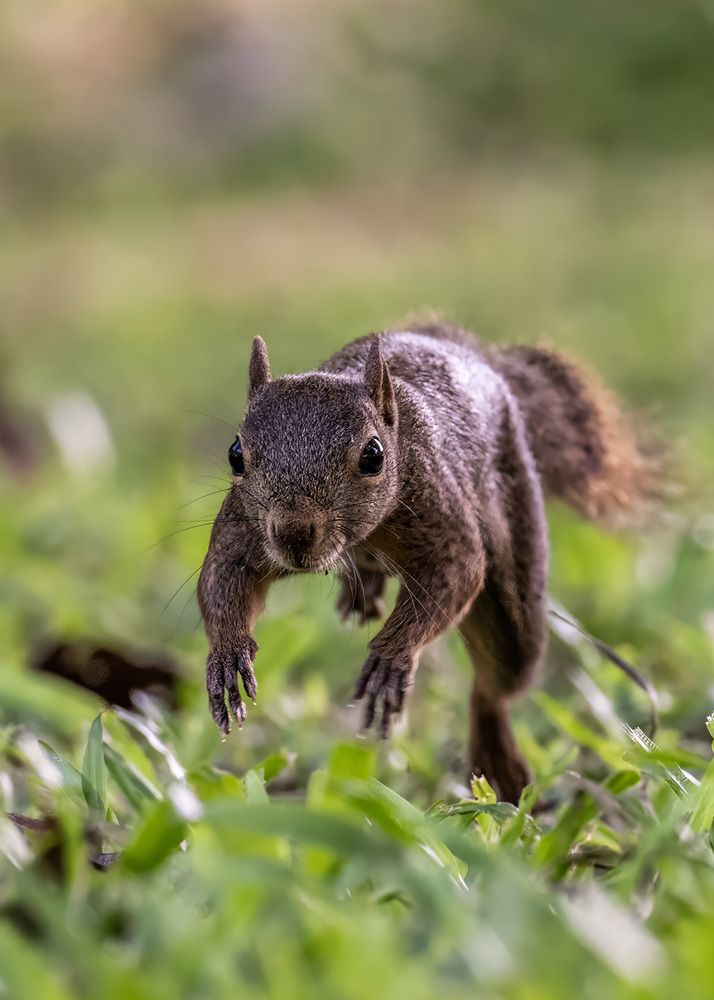 Beep Beep