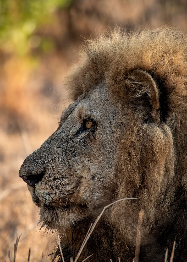 The King