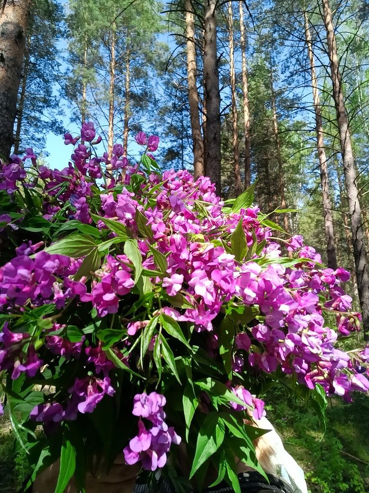 Photograph by Воронова Светлана