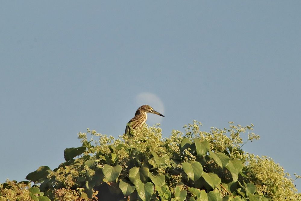 Фотография автора Washiful Majid