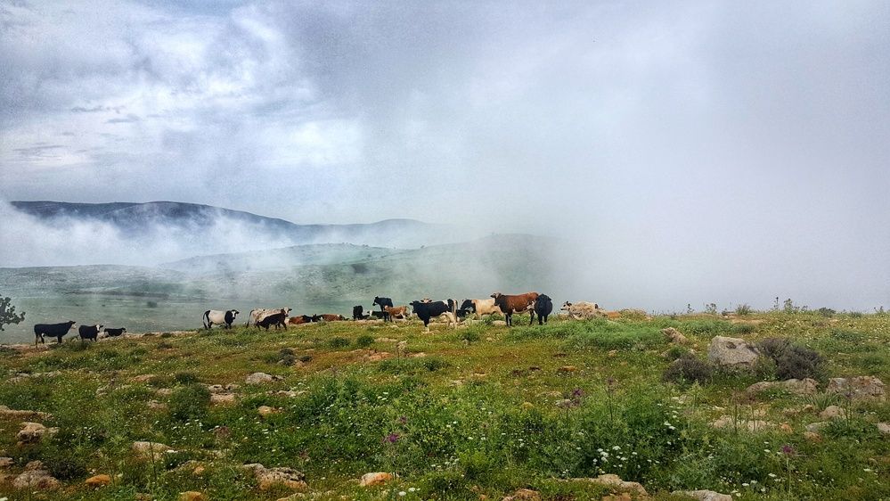 Photograph by Abdallah Dababat