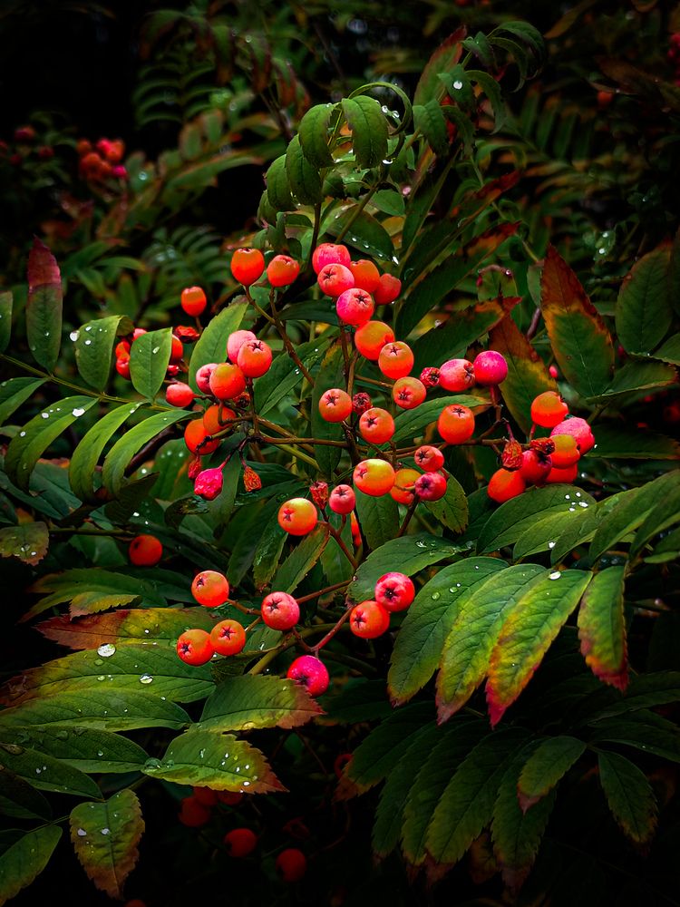 Photograph by Владимир Сушкин