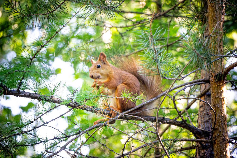 Photograph by Владимир Сушкин