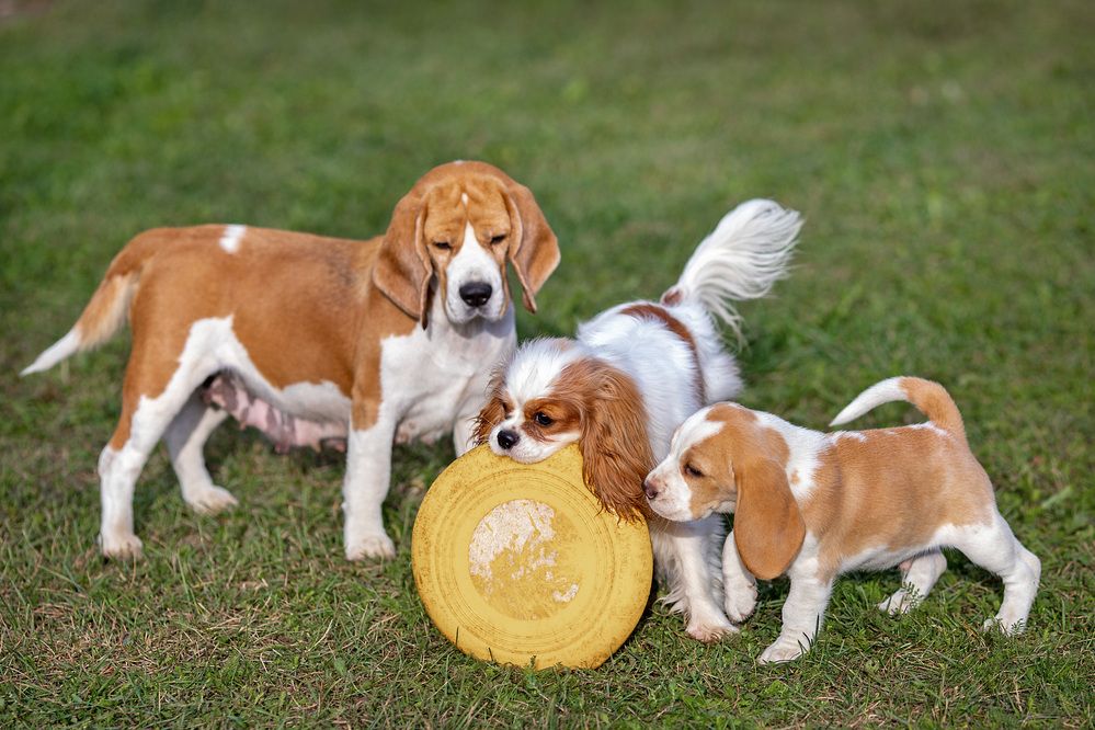 Одна на троих