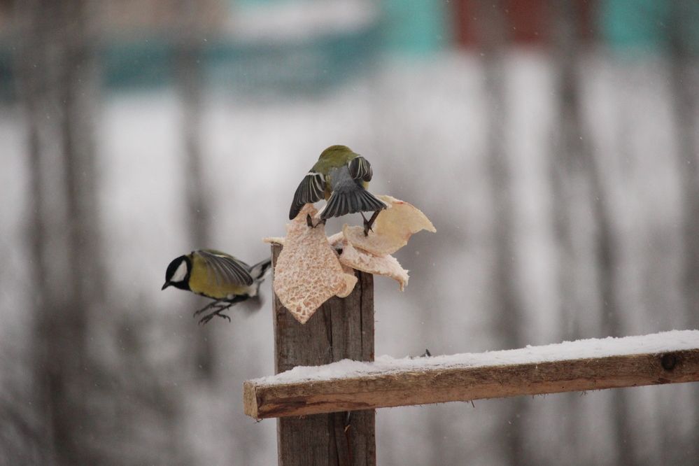 Photograph by Галина Мазур