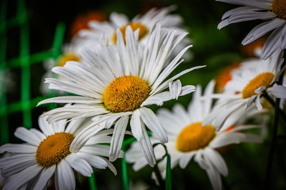 Photograph by Владимир Сушкин