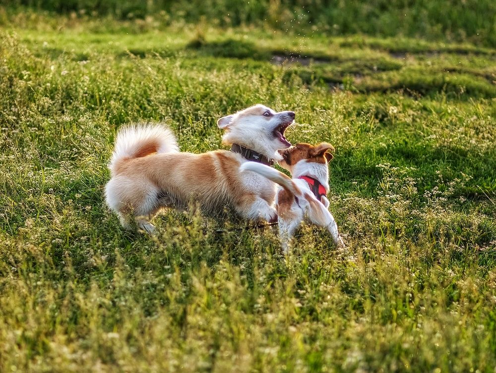 Photograph by Анастасия Глазюк