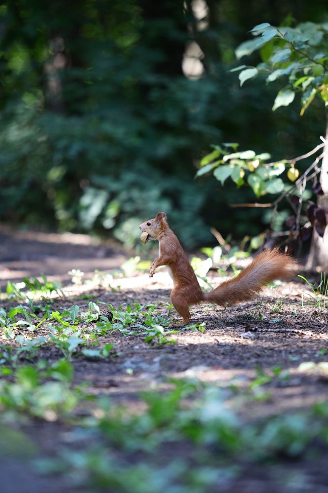 Фотография автора Иван Безрядин