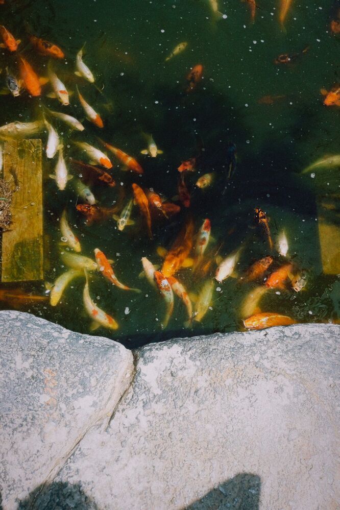 Photograph by Савина Анастасия Николаевна