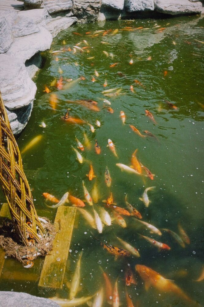 Photograph by Савина Анастасия Николаевна