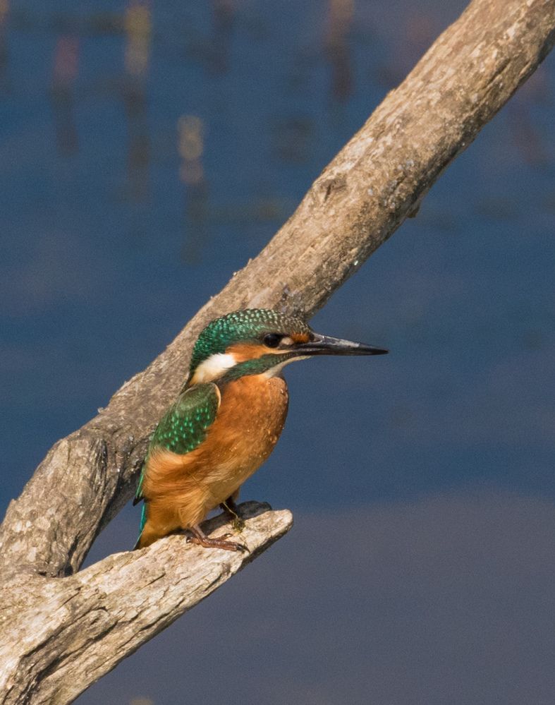 Зимородок над речкой