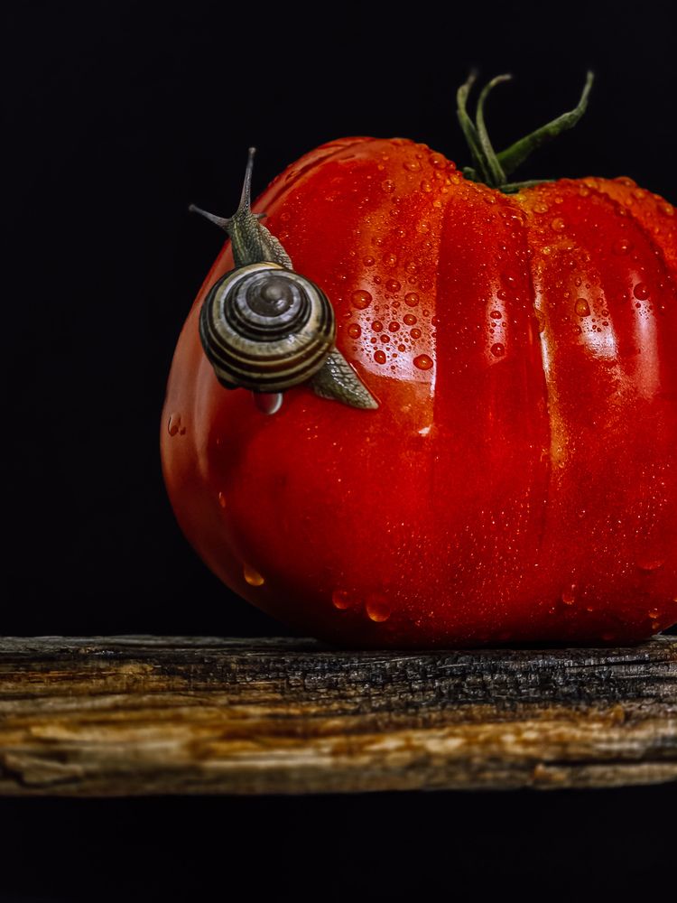 Photograph by Татьяна Гуцанович