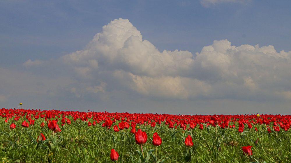 Photograph by Алтынбек Қартабай