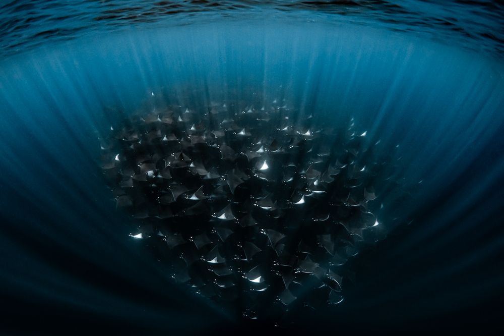 DIAMOND　MOBULA