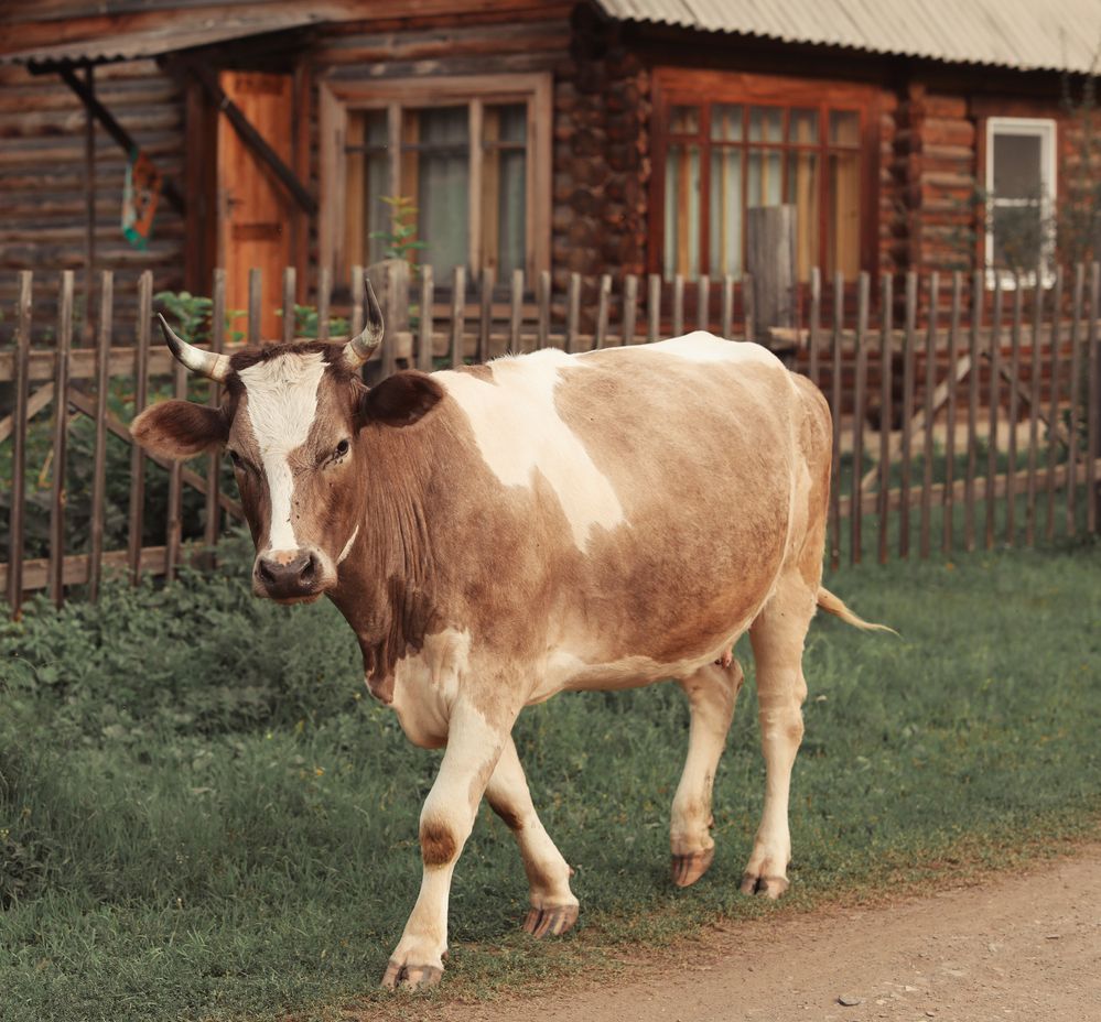 Фотография автора Наталья Нипомнящих