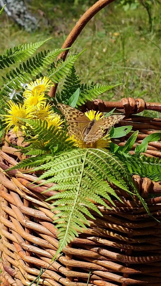 Крылатый цветочек