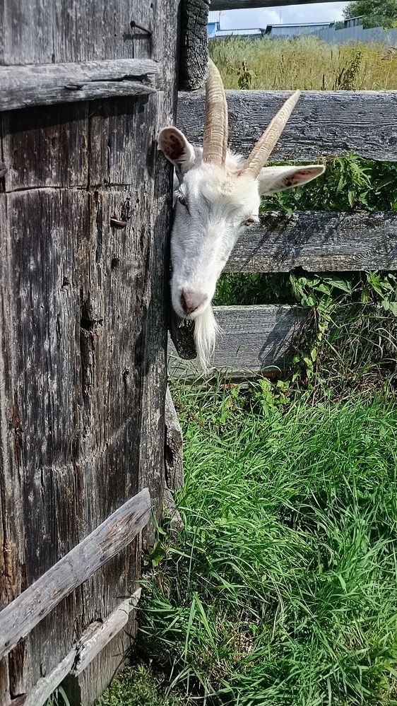 А что вы тут делаете?
