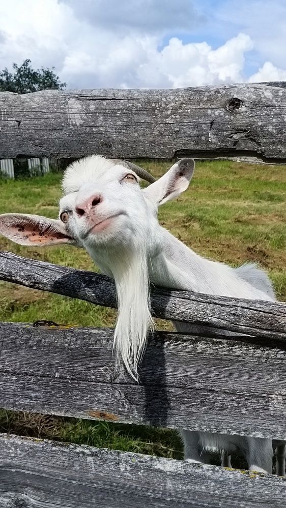 Ох уж эти рога!