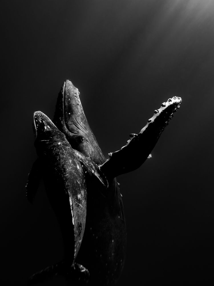Фотография автора nishijima takayuki