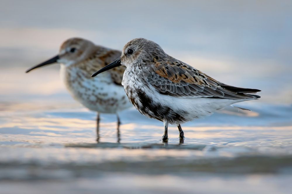 Photograph by Александр Перегудов