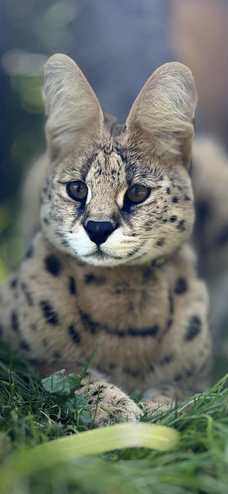 Благородство